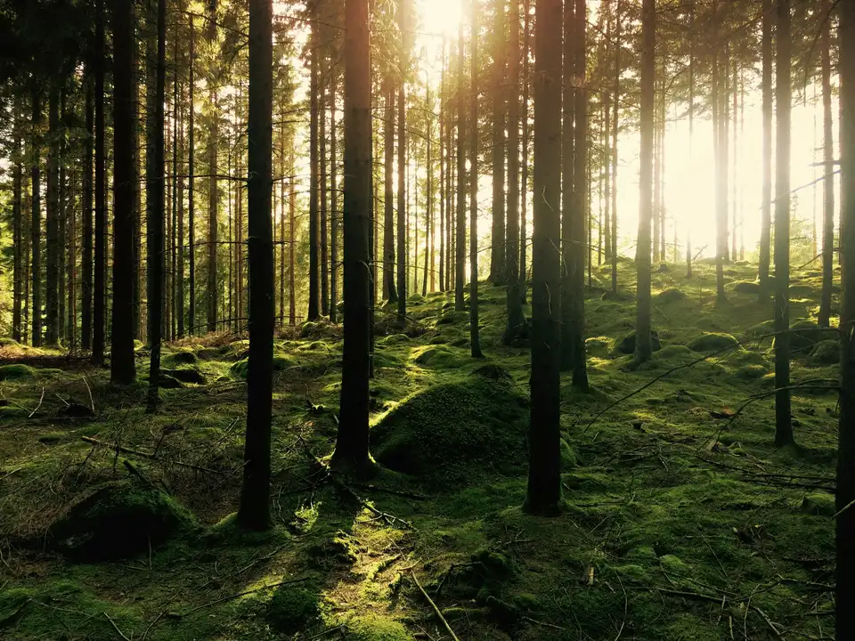 Svensk skog — livscykelanalys av byggnader och produkter